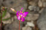 Limestone fameflower